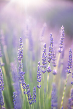 Lavender field. Blossom summer field