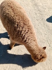 Obraz premium Brown Alpaca In Sunny Paddock. Softtoned Portrait Of Inquisitive Alpaca Observing Its Enclosure In Sun