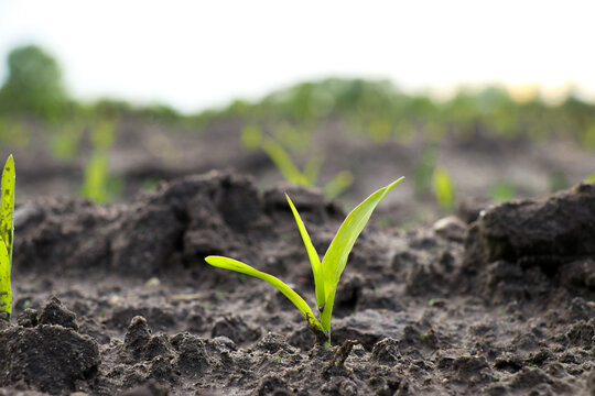 Corn seedling emerging from ground close up. Agriculture field maize farming in farmland countryside landscape. Horizontal photo of young crops plants growing.
