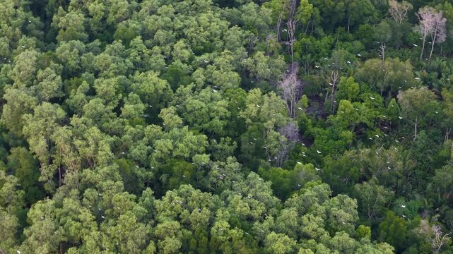 Aerial view of green mangrove forest with numerous birds flying over the canopy.