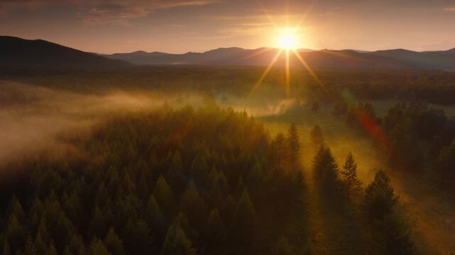 Sunlight Through Misty Forest at Golden Hour
