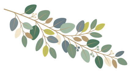 Elegant eucalyptus branch with muted green leaves and small berries on white background. © jubayer71