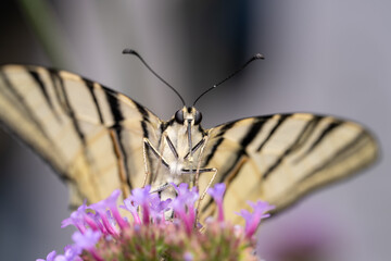 Swallowtail Butterfly Feeding on Purple Flowers Macro Close-Up © ThinDepthMacro