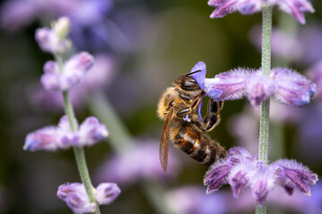 Honey bee Apis mellifera feeding on purple sage flowers, pollinator macro © ThinDepthMacro