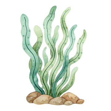 Watercolor illustration of green sea seaweed or kelp growing on stones isolated on white background.