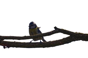 Eurasian Blue Tit (Cyanistes caeruleus) perched on a branch isolated on a white background. © TomKorcak