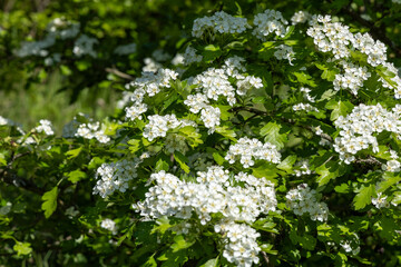 Fototapeta premium White flowers blooming on a bush