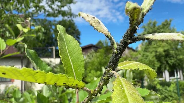 Close up video of aphid infestation covering green leaves and young branches in a home garden, plant pest damage, gardening problem, crop protection, integrated pest management.