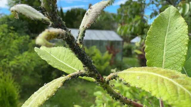 Close up video of aphid infestation covering green leaves and young branches in a home garden, plant pest damage, gardening problem, crop protection, integrated pest management.