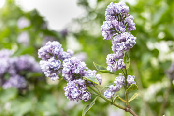 Obraz premium collectible lilac, a collectible variety of lilac, lilac flowers on a green background