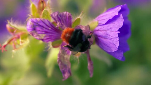 Red tailed bumble bee on a purple flower flies off