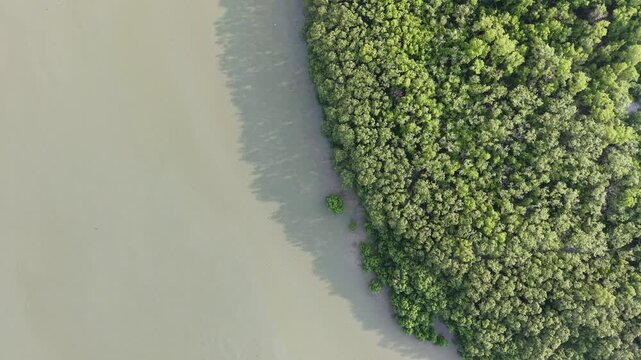 Aerial drone view of mangrove forest coastline from above
