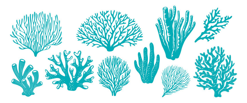 Sea coral reef and ocean seaweed silhouettes, underwater plant icons. Aquarium, ocean and undersea algae water and marine animal life. Set of tropical corals or sea weeds and wracks biodiversity