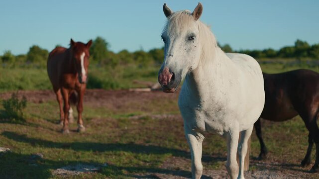 White horse standing in a grassy meadow during a sunny day. Herd of horses grazing in the field. Rural farm life with domestic animal enjoying nature scenery.