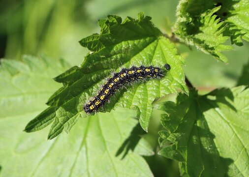 Scarlet tiger moth caterpillar (Callimorpha dominula)