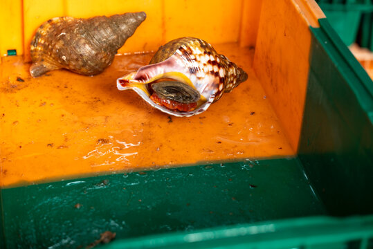 Fresh marine gastropods in commercial fishing crate close up