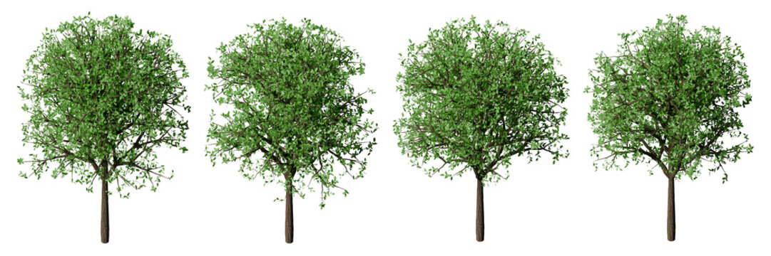 Set of realistic 3d modeling green hornbeam trees isometric view for architectural presentation. Landscape axonometric cutout tree illustration.