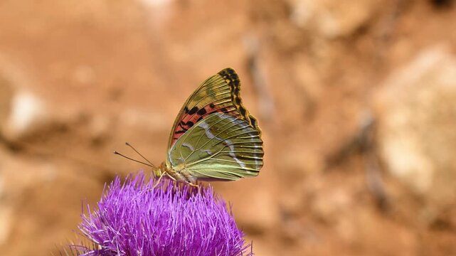 A close-up macro shot of a beautiful Cardinal butterfly feeding on a purple thistle flower, with its wings slightly spread. 
