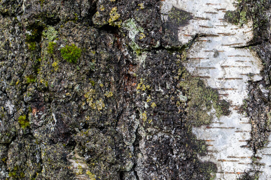Birch Bark Background Texture Natural Tree Rinde Pattern Close Up