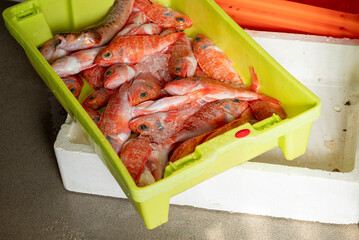 Fresh red fish on crushed ice inside a green plastic box The Concept of fresh catch and seafood abundance © VicVaz