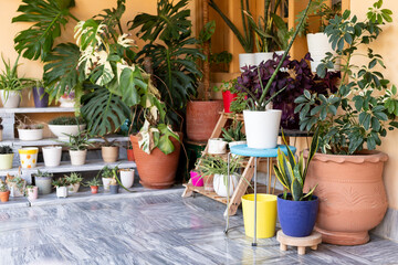 Stylish Indoor Home Garden with Tropical Houseplants and Colorful Decorative Plant Pots © GreenThumbShots