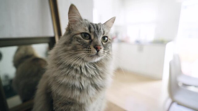 Adorable long haired grey cat with green eyes sitting quietly indoors. The beautiful feline friend looks curious and relaxed at home