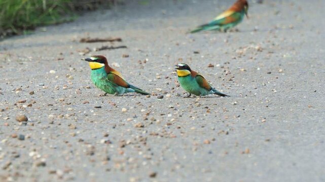 European bee-eater (Merops apiaster) swallowing small gravel on the ground