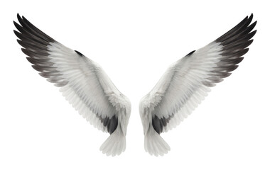 Fototapeta premium PNG Elegant white angel wings