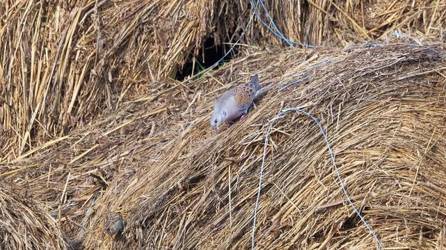 European turtle dove searching for cereal seeds on hay bales, Streptopelia turtur