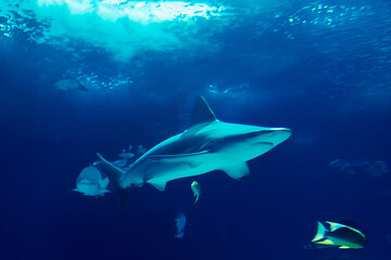Obraz premium Portugal, Lisbon - Oceanarium. large shark is swimming through clear blue water in an aquarium. fish are nearby. scene shows marine life in artificial environment.
