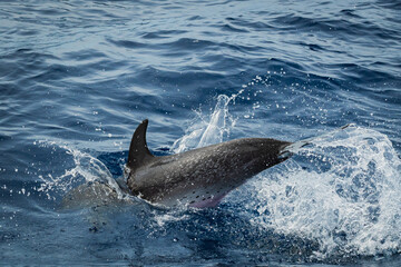 Fototapeta premium Dolphins watching in La Palma (Canary Islands, Spain)