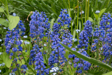 Obraz premium Close-up of blue Muscari flowers with small forget-me-nots. Great for spring garden textures, bulb flower photography, and colorful nature backgrounds.