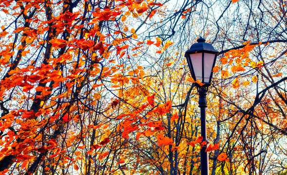 Autumn October park landscape - orange colorful trees and metal streep lamp on the background of bright orange autumn leaves in the city park