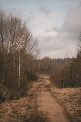 Obraz premium road in the forest