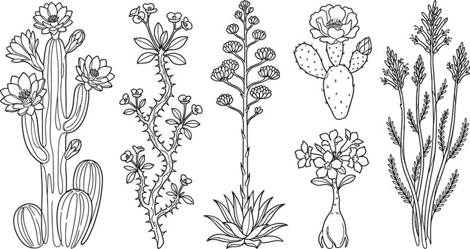 Set of hand drawn desert plants featuring various flowering cacti and succulents in a detailed line art style isolated on white for botanical designs