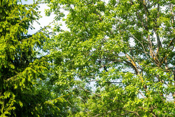 Fototapeta premium A magpie resting on a branch among fresh green leaves. Great for urban wildlife themes, birdwatching photography, and peaceful nature scenes.