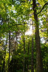 Fototapeta premium Bright sunbeams piercing through the green canopy of a forest. Great for slow life uplifting aesthetics, nature therapy visuals, and dreamy woodland backgrounds.