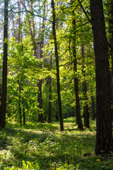 Fototapeta premium Vertical view of a bright sunlit pine forest with lush green undergrowth. Great for slow life forest bathing imagery, nature therapy backgrounds, and spring woodland scenes.