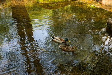 Fototapeta premium A pair of mallard ducks swimming in a calm stream creating ripples. Great for slow life mindfulness photography, waterfowl themes, and peaceful natural environments.