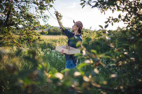 Young woman harvesting ripe sour cherries while holding a crate filled with freshly picked fruit