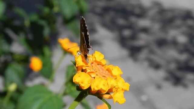 Butterfly Geranium bronze, Cacyreus marshalli on yellow and orange flowers of Lantana on hot summer weather - close-up, slow motion. Topics: beauty of nature, Mediterranean vegetation, blooming