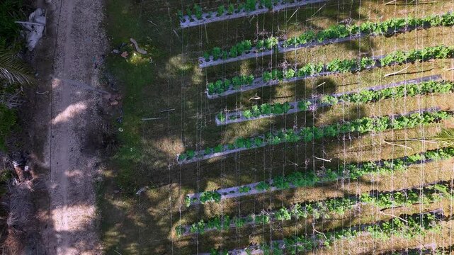 Aerial Drone View of Tangkak Rural Vegetable Farm Rows