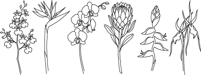 Diverse collection of tropical flower line art illustrations including orchids protea and heliconia in a minimalist vector style perfect for botanical  © Shaiza