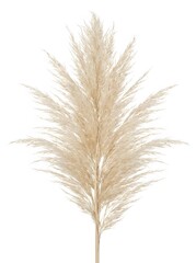 Fototapeta premium Single dried pampas grass plume isolated on white background for minimalist interior decor.