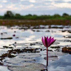 Fototapeta premium Red lotus flower blooming in a serene lake near Udon Thani, Thailand. Floating on calm water with lush greenery in the background. Tropical flora thriving in a natural outdoor setting.