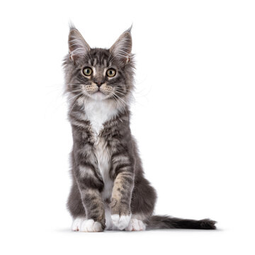Handsome Maine Coon cat kitten, sitting up facing front with one paw plafully lifted. Looking straight to camera with smile. Isolated on a white background.