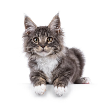Handsome Maine Coon cat kitten, laying down facing front Looking straight to camera with smile. Isolated on a white background.