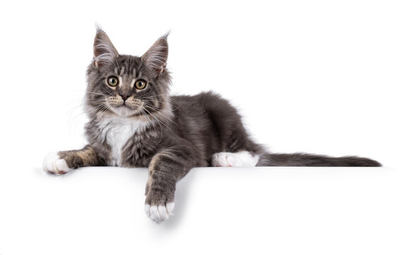 Handsome Maine Coon cat kitten, sitting in metal tub with paws on edge. Looking straight to camera with smile. Isolated on a white background.
