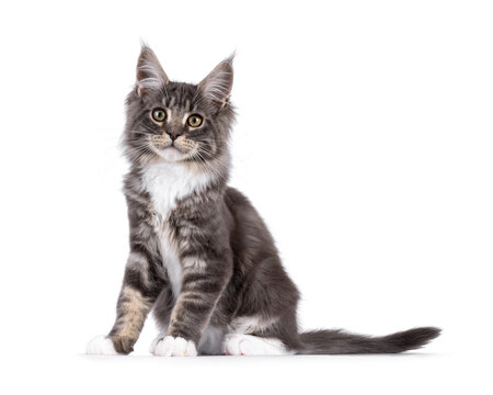 Handsome Maine Coon cat kitten, sitting up side ways. Looking straight to camera with smile. Isolated on a white background.