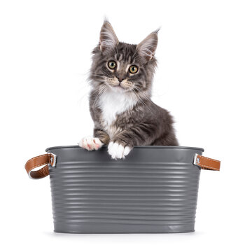 Handsome Maine Coon cat kitten, sitting in metal tub with paws on edge. Looking straight to camera with smile. Isolated on a white background.